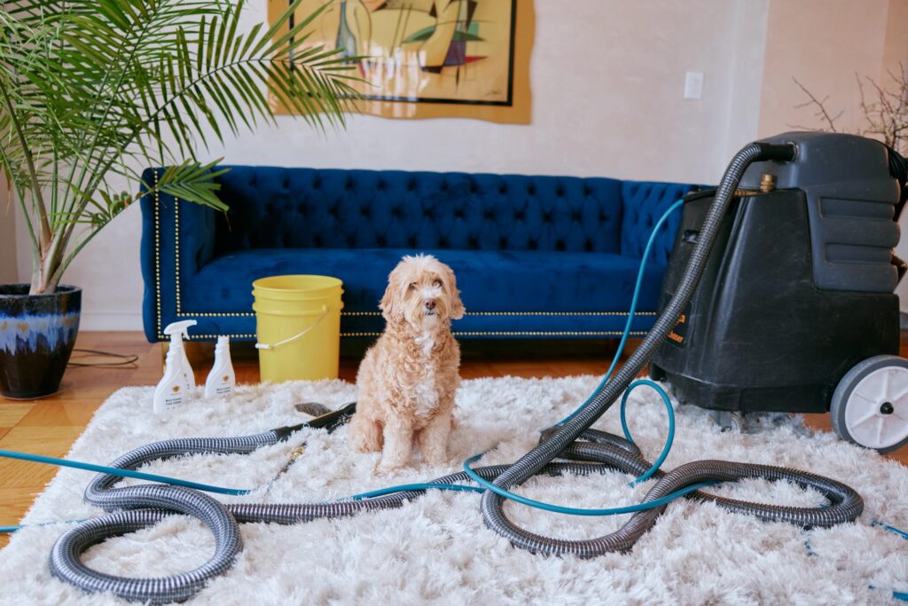 Pet Stain & Odor Removal Services, Pet Stain & Odor Removal Services London & Pet Stain & Odor Removal London: Complete Guide to a Fresher, Cleaner Home